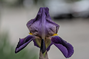 iris aphilae 2026.003 dt