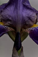 iris aphilae 2026.004 dt