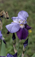 iris aphilae 2026.006 dt