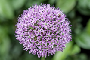 purple 2026.01 dt