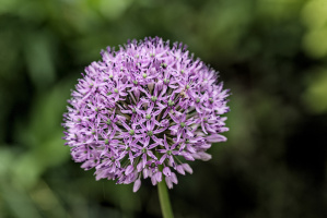 purple 2026.02 dt