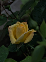 rosa centifolia 2026.02 dt