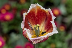 la tulipes 2026.141 dt