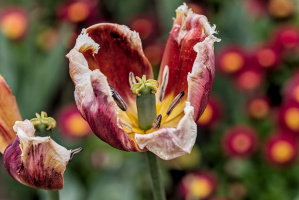 la tulipes 2026.142 dt
