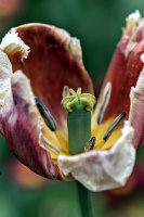 la tulipes 2026.143 dt