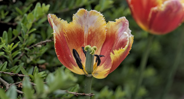 la tulipes 2026.144 dt
