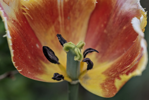 la tulipes 2026.145 dt