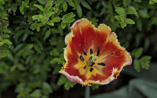 la tulipes 2026.146 dt