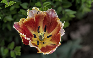 la tulipes 2026.147 dt