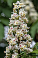 castanea blossom 2026.02 dt