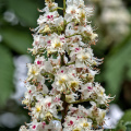 castanea blossom 2026.02 dt