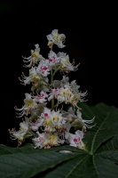 castanea blossom 2026.01 dt
