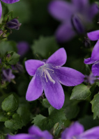 purple 2026.04 dt