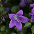 purple 2026.04 dt