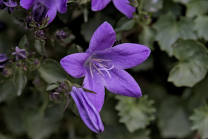 purple 2026.03 dt