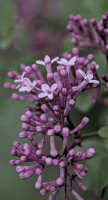 purple 2026.06 dt
