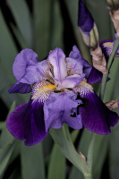 iris aphilae 2026.008 dt