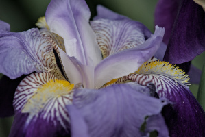 iris aphilae 2026.009 dt
