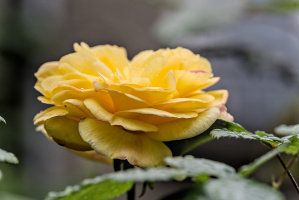 rosa centifolia 2026.07 dt