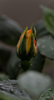 rosa centifolia 2026.08 dt