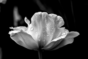 la tulipes 2026.148 dt bw