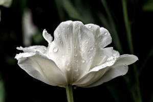 la tulipes 2026.148 dt