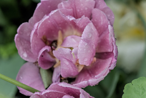 la tulipes 2026.149 dt