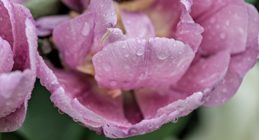 la tulipes 2026.152 dt