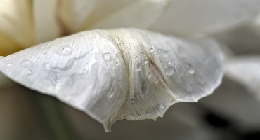 la tulipes 2026.153 dt