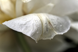 la tulipes 2026.155 dt