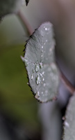 macro 2026.124 dt
