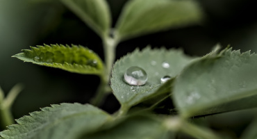 macro 2026.125 dt