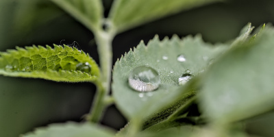 macro 2026.126 dt