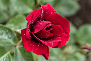 rosa centifolia 2026.09 dt