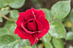 rosa centifolia 2026.10 dt