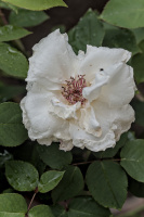 rosa centifolia 2026.11 dt
