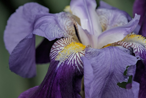 iris aphilae 2026.010 dt