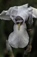 iris aphilae 2026.011 dt