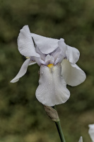 iris aphilae 2026.012 dt
