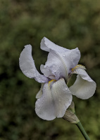 iris aphilae 2026.013 dt