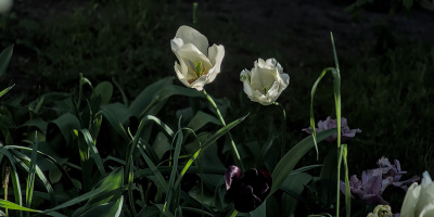 la tulipes 2026.156 dt