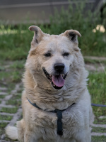 romeo 2026.02 dt