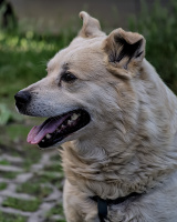 romeo 2026.03 dt