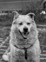 romeo 2026.02 dt bw