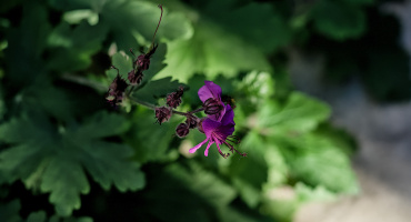 geranium macrorrhizum 2026.01 dt