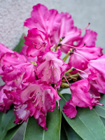 rhododendron 2026.15 dt