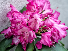 rhododendron 2026.17 dt