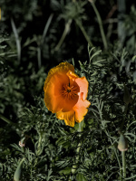 orange 2026.01 dt