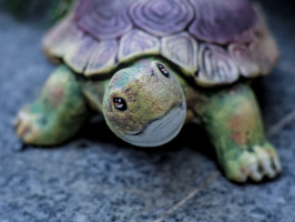 turtle 2026.01 dt