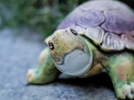 turtle 2026.02 dt